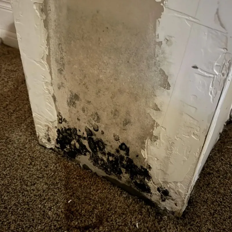 Professional Mold Removal in Bothell, WA